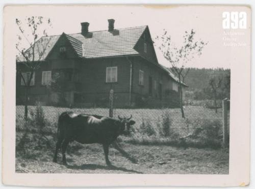 Krowa Winocha na łące przez gospodarstwem, fot. J. Magiera